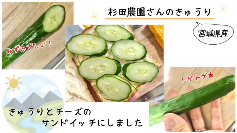 「食べチョク ドットミィ」のきゅうりをレビュー